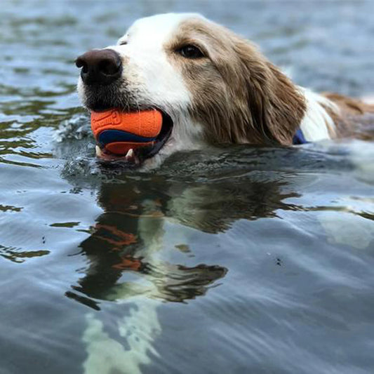 Dog Chuckit! Durable Dog Ball